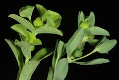 Euphorbia texana