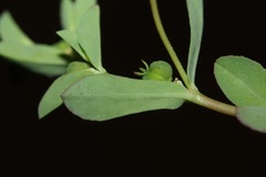 Euphorbia texana
