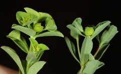 Euphorbia texana
