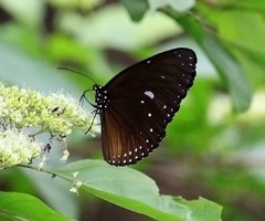 Euploea eunice