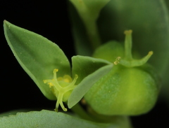 Euphorbia texana