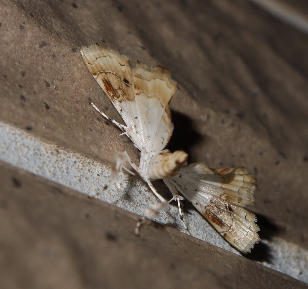 Aeolopetra lanyuensis