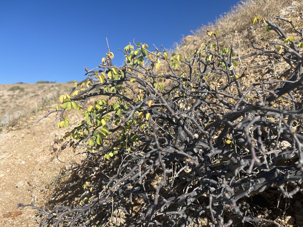 Euphorbia californica from Los Cabos, B.C.S., MX on December 5, 2023 at ...