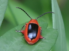 Disonycha discoidea
