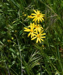 Senecio californicus