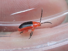 Disonycha discoidea