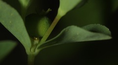 Euphorbia texana