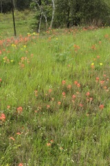 Euphorbia texana