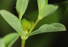 Euphorbia texana