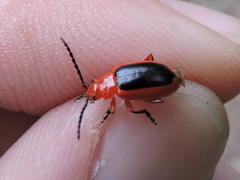 Disonycha discoidea