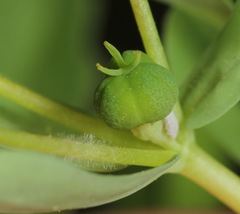 Euphorbia texana