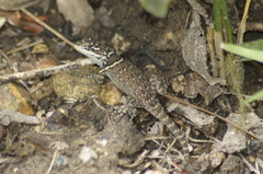 Sceloporus aureolus