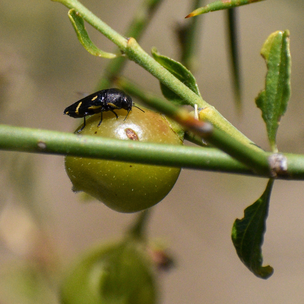 Tyndaris planata
