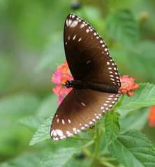 Euploea klugii erichsonii