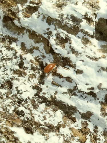 Tanaupodidae