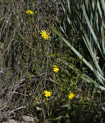 Senecio californicus