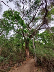 Chloroleucon tenuiflorum