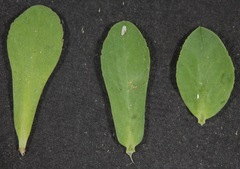 Euphorbia texana