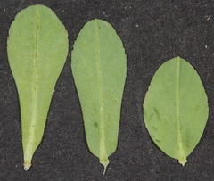 Euphorbia texana