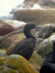 Phalacrocorax neglectus