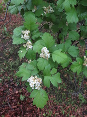 Crataegus dahurica
