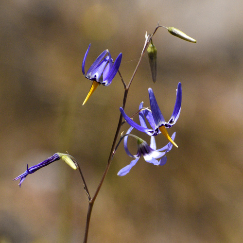 Conanthera bifolia Ruiz & Pav.
