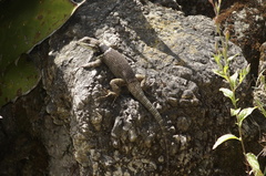 Sceloporus aureolus