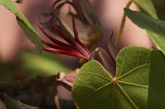 Chiranthodendron pentadactylon