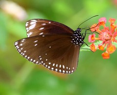 Euploea klugii erichsonii