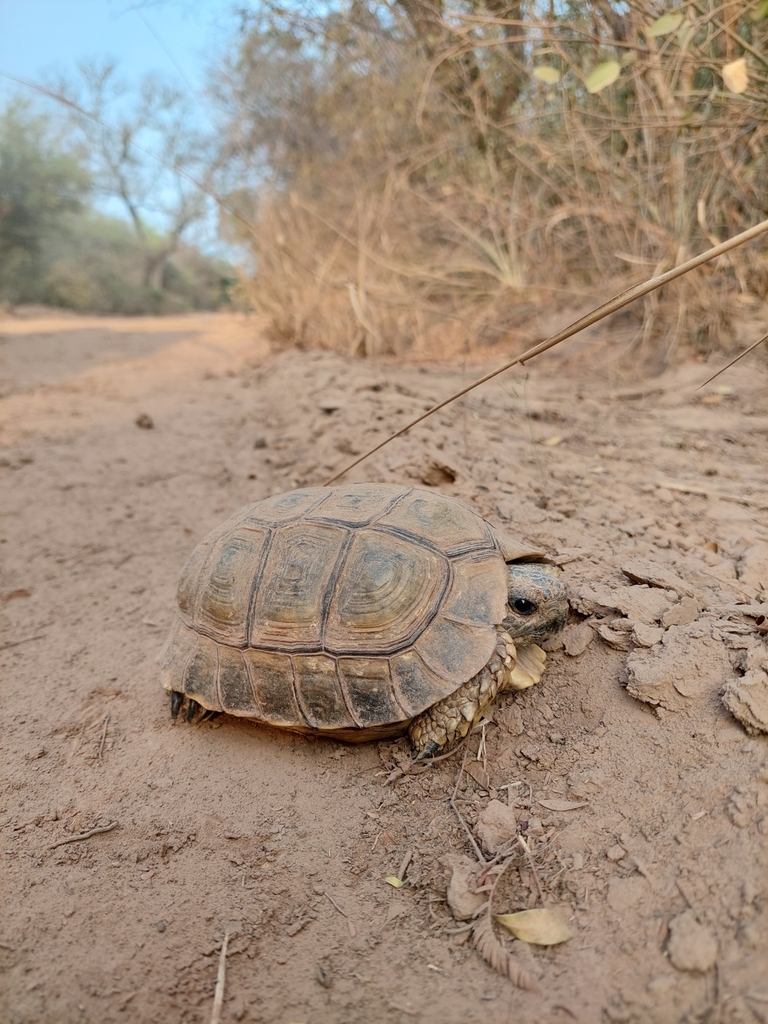 Chaco Tortoise in October 2023 by Tomás Tamagno. Juvenil. · iNaturalist