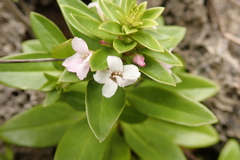 Lysimachia mauritiana