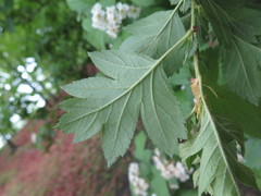 Crataegus dahurica
