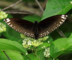 Euploea klugii erichsonii