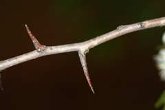 Crataegus dahurica