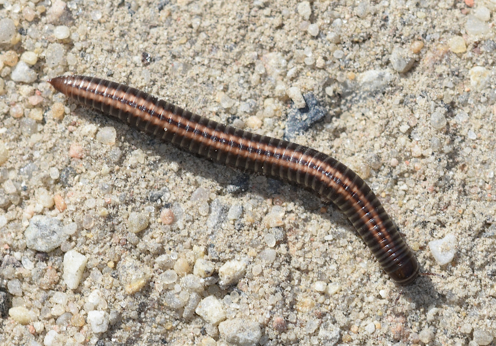 Striped Millipede from 55-010 Siechnice, Polska on August 25, 2023 at ...