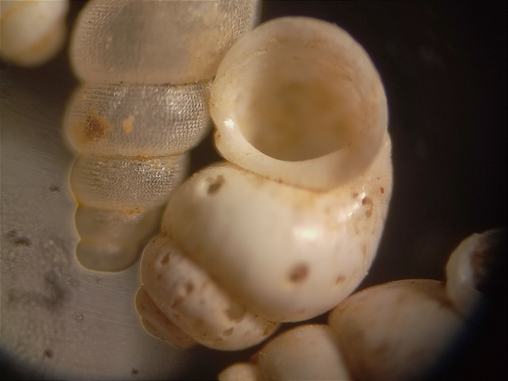 Graziana cezairensis