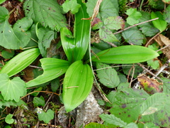 Scoliopus hallii