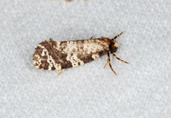 Ardiosteres moretonella