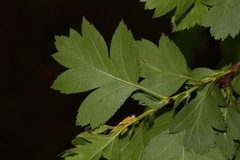 Crataegus dahurica