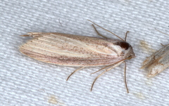 Prionopterina grammatistis