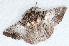 Hypobapta diffundens