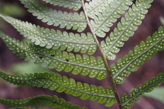 Dryopteris uniformis