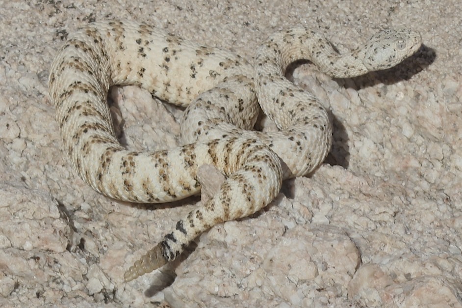 Southwestern Speckled Rattlesnake from Yuma County, US-AZ, US on April ...