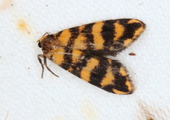 Scaptesyle equidistans