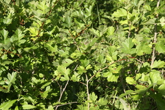 Crataegus dahurica