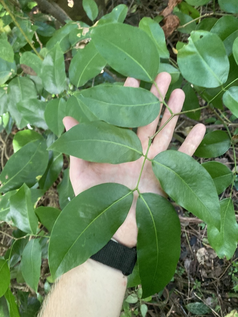Gõ nước – Intsia bijuga