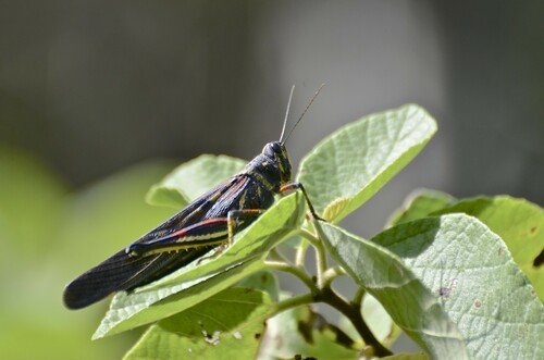 Large Painted Locust