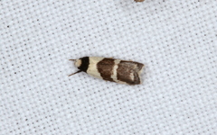 Eulechria triferella