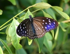 Euploea mulciber mulciber