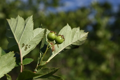 Crataegus dahurica